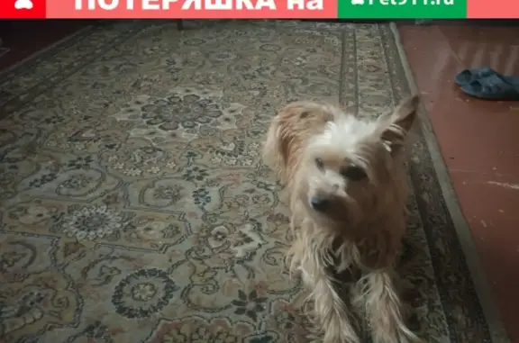 Пропала собака в районе площади 20 партсъезда, Киров.