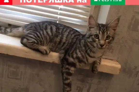 Пропал кот на ул. Речной, Кирово-Чепецк
