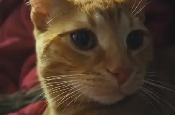 Кошки потеряшки, Ярославль, фото: Потеряшка кот Сёма, Ярославль, Дзержинский район