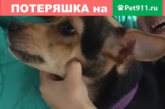 Пропала собака Эля в Большом Буньково, Московская область