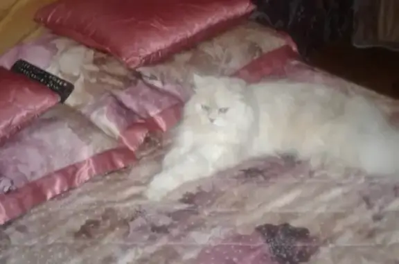 Пропал кот Мася на Отрадной 10, Самарская область