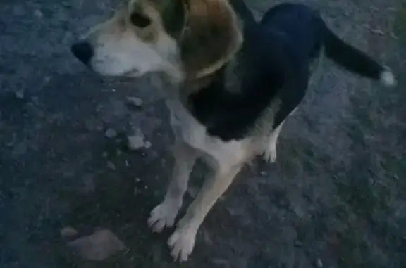 Найдена породистая собака в деревне Верхняя Яндоба