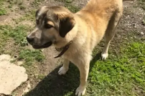 Найдена собака в Ивлево, Подольск: отзовитесь хозяева!
