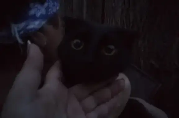 Найдена черная кошка возле музыкальной школы в Богородске