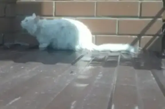 Найдена белая кошка возле магазина Меркурий на ул. Флотской, ищем хозяев!