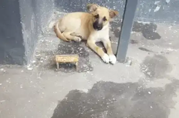 Собака Малыш ищет хозяев на улице Радио