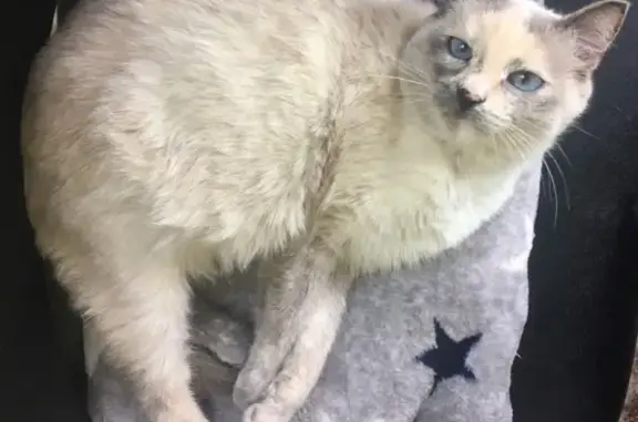 Потерянные животные Москва, фото: Пропала кошка в Бескудниковском районе, вознаграждение.