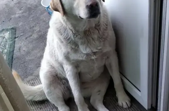 Пропала собака Луна на Мефодиевке, Новороссийск