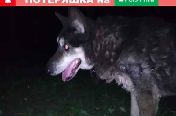 Найдена собака в Октябрьском на ул. Чапаева с проблемой глаза