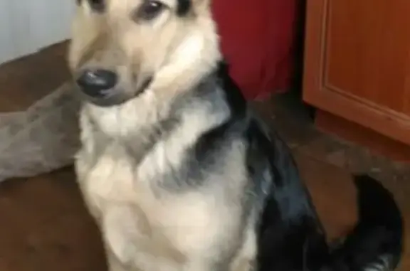 Найдена собака в М.О. Одинцовский район, село Жаворонки.