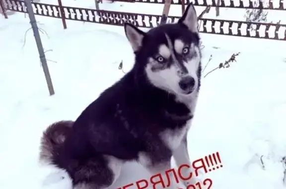Пропала собака на ул. Черникова, Волгодонск