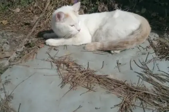 Пропала кошка на ул. Ташкенской в Иваново