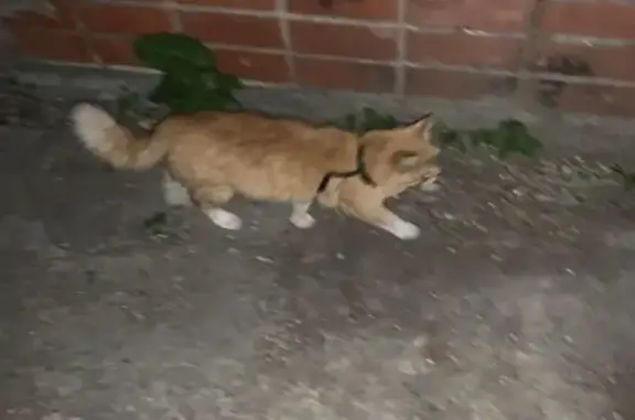 Потерянный кот в центре Ростова, ищем хозяев
