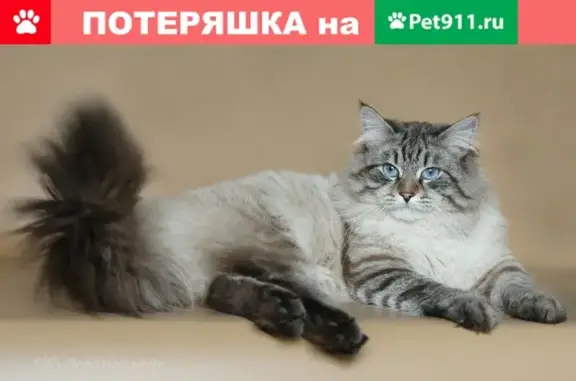Пропала кошка на ул. Центральной в Вологде