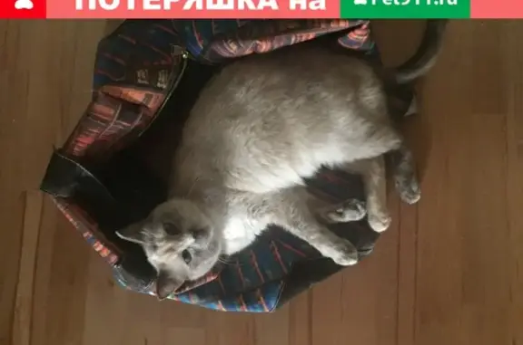 Потерянные животные Москва, фото: Пропала кошка на Бескудниковском бульваре.