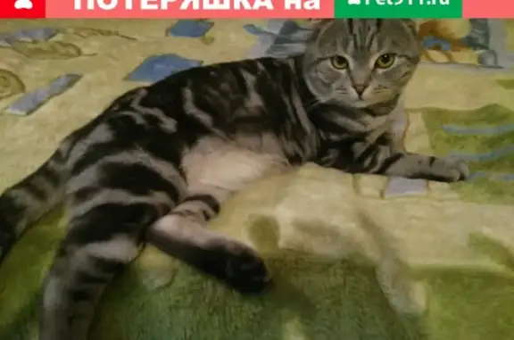 Пропала кошка на Макаренко 31, Старый Оскол