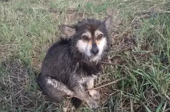 Найдена собака в Сибирской долине, нужен хозяин