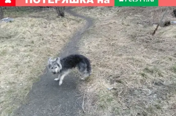 Найдена собака в Мурманске на ул. Буркова