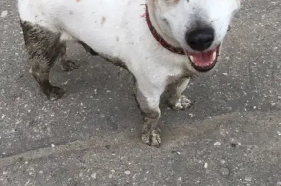 Найдена собака, Нижний Новгород, фото: Найдена собака на ул. Верхне-Печерской в Верхних Печерах