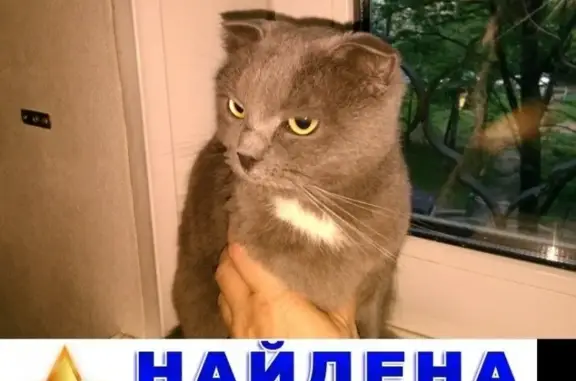 Найдена кошка на Лескова 10Б в Москве
