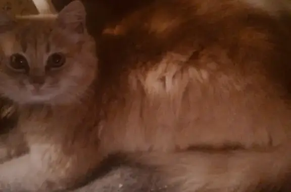 Найдена кошка в Таганроге, ищем хозяев