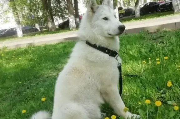 Найдена собака в Ярославле, ищет хозяев