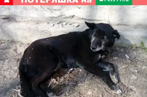 Собака найдена на ул. Лебедева-Кумача