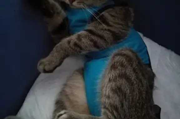 Кошки потеряшки, Киров, фото: Потеряшка кошка на ул. Свободы, 134, рядом с ц.рынком (Киров)