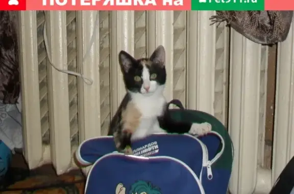 Кошки потеряшки, посёлок городского типа Фёдоровский, фото: Потеряшка кошка Фрося в Фёдоровском!