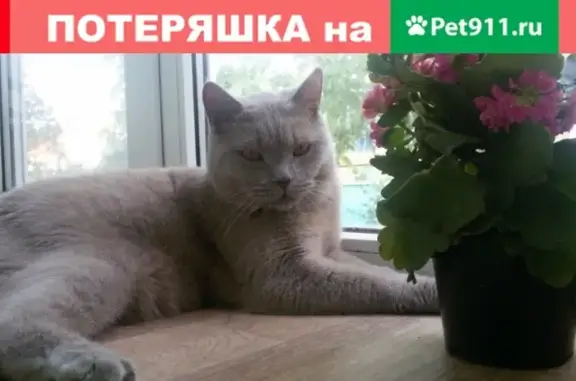 Пропал кот в Анапе на Набережной/Краснодарской.