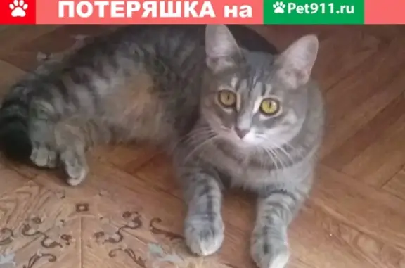 Пропала кошка Боня на б-ре Космонавтов, Салават