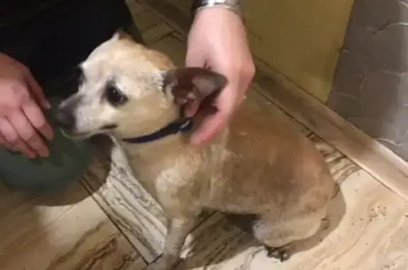 Собака найдена на Иртышской 5, нужна помощь