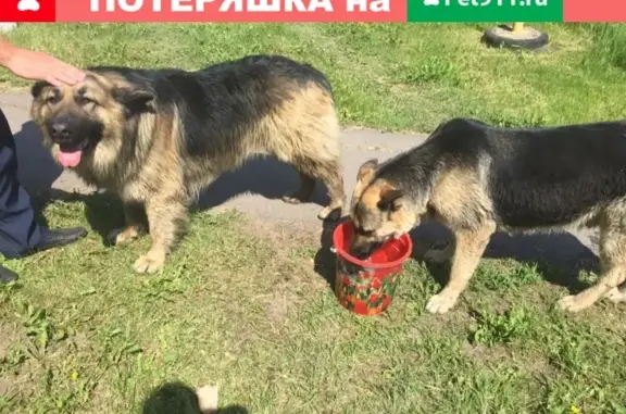 Найдены собаки на улице Кирова 226