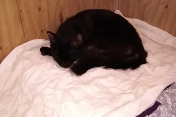 Пропала чёрная кошка в Елабуге #9жизнейелабугарозыск