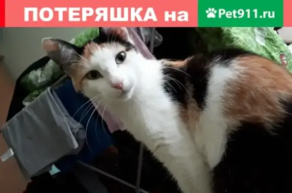 Пропала кошка на улице Паскаля, Нижний Новгород