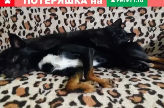 Пропала собака в Ханты-Мансийске