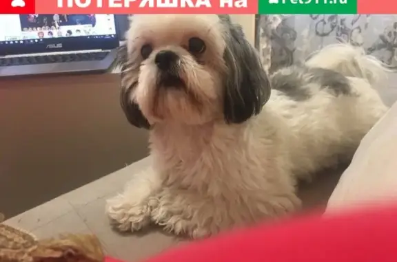 Пропала собака Симба в Минске