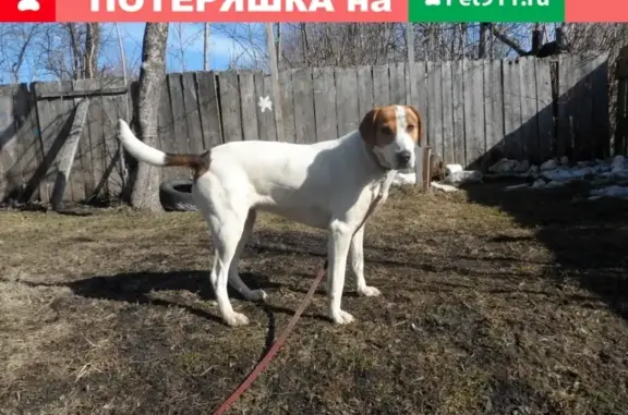 Пропала собака в Калужской области, помогите найти!