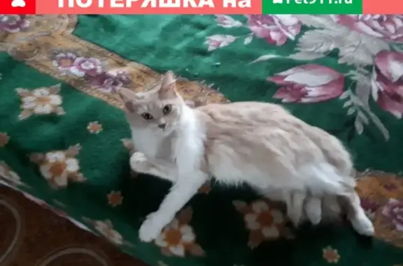 Пропала кошка на ул. Строителей, д.39 в Коврове