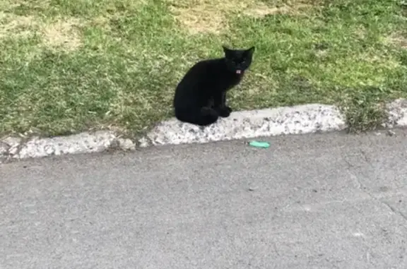 Найдена кошка на Ворошилова, Кемерово
