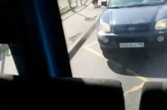 Найдена собака, Москва, фото: Потерянный пёс на Заповедной улице