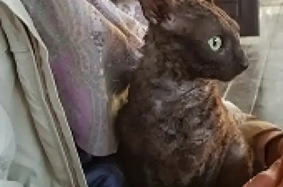 Пропала кошка породы корниш-рекс в Павловском Посаде