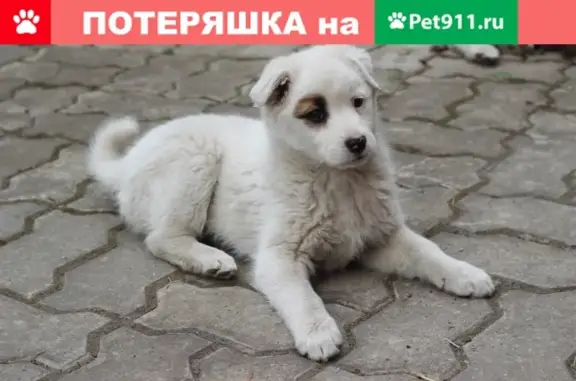 Пропала собака в посёлке Каштак, Челябинск - SOS!