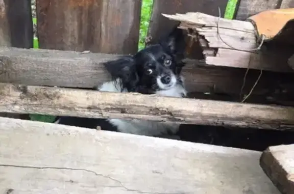 Найдена собака на улице Гагарина