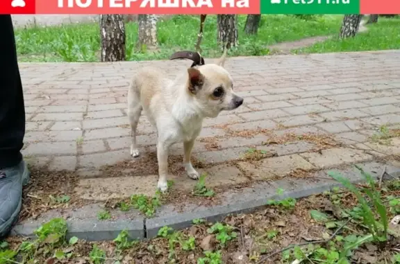 Найдена собака на Московском шоссе, ищем хозяев.