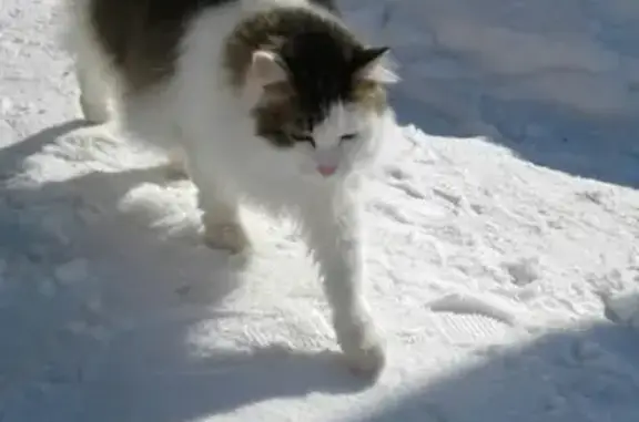 Кошки потеряшки, Ижевск, фото: Потеряшка кошка в Ижевске: ушла гулять 26.04.19 в районе восточного посёлка ипподромная 102!