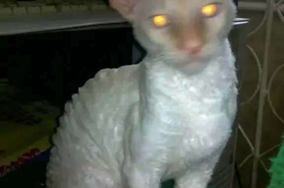 Кошки потеряшки, Фролы, фото: Потеряшка кот Юлик с ул. Луговой в селе Фролы