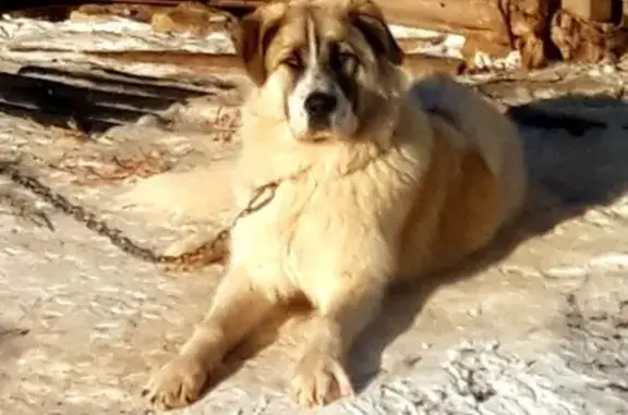 Пропала собака Джэк в Заитово, Башкортостан