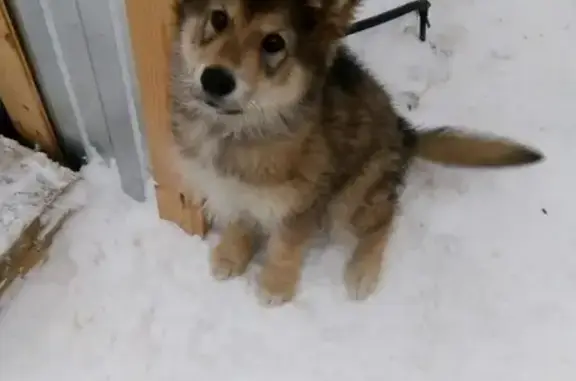 Собаки потеряшки, Нижний Новгород, фото: Потеряшка собака в Нижнем Новгороде, помогите найти!