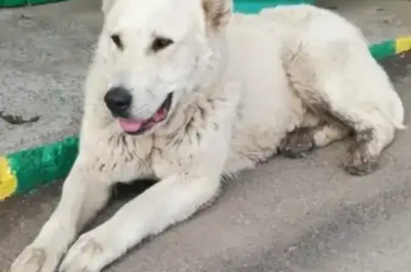 Пропала собака в Сосновоборске, Красноярский край.